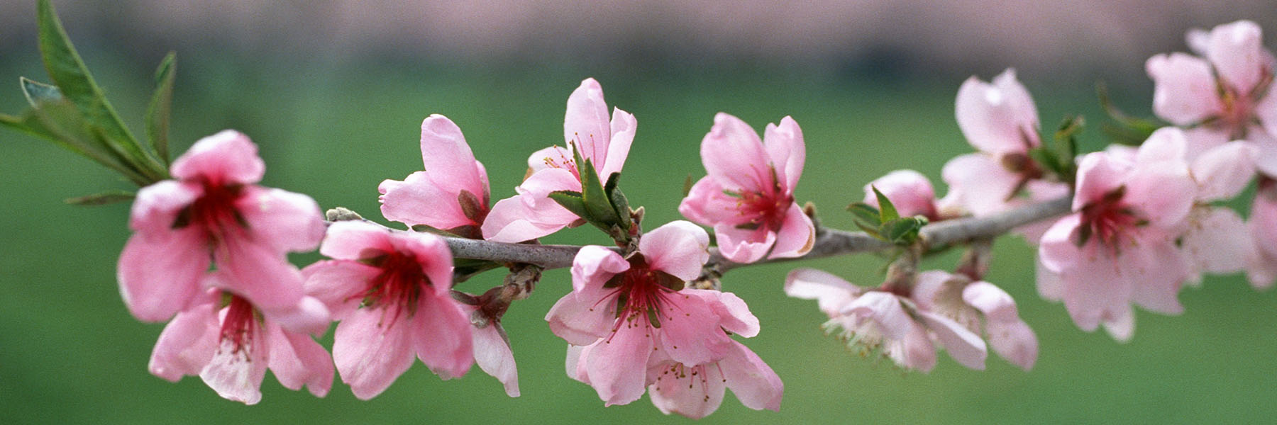 あがいんの活動